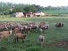 la ferme