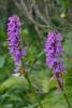 Orchis tachet