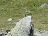 Marmote